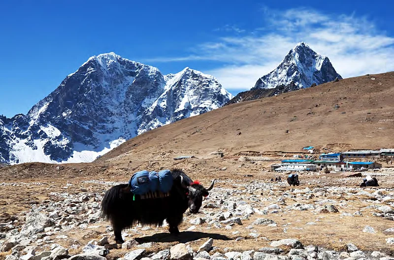 Un yak frente a los picos nevados del Himalaya