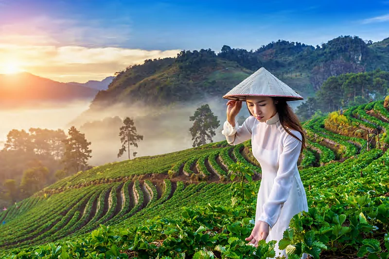 Mujer con ao dai blanco y sombrero cónico entre cultivos de montaña al amanecer