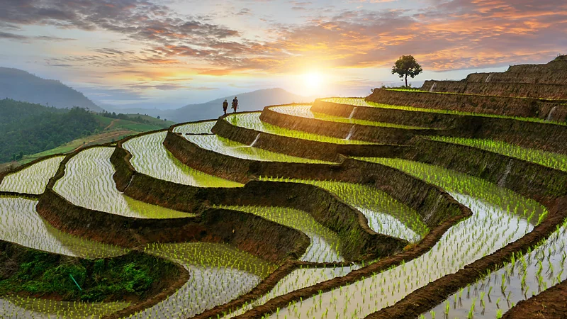 Arrozales inundados en terrazas al atardecer